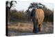 African elephant (Loxodonta africana), Khwai Conservation Area, Okavango Delta, Botswana, Africa-Sergio Pitamitz-Premier Image Canvas