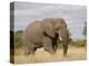 African Elephant (Loxodonta Africana), Kruger National Park, South Africa, Africa-James Hager-Premier Image Canvas