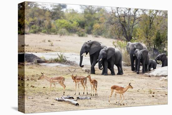 African elephant (Loxodonta Africana), Kruger National Park, South Africa, Africa-Christian Kober-Premier Image Canvas