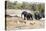 African elephant (Loxodonta Africana), Kruger National Park, South Africa, Africa-Christian Kober-Premier Image Canvas