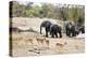 African elephant (Loxodonta Africana), Kruger National Park, South Africa, Africa-Christian Kober-Premier Image Canvas