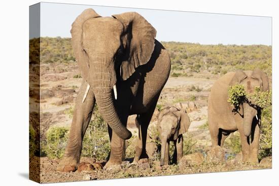 African elephant (Loxodonta Africana), Kruger National Park, South Africa, Africa-Christian Kober-Premier Image Canvas