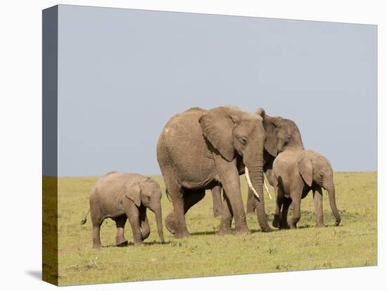 African Elephant (Loxodonta Africana), Masai Mara, Kenya, East Africa, Africa-Sergio Pitamitz-Premier Image Canvas