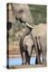 African Elephant (Loxodonta Africana) Mother and Baby at Hapoor Waterhole-Ann and Steve Toon-Premier Image Canvas
