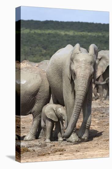 African Elephant (Loxodonta Africana) Mother and Baby at Hapoor Waterhole-Ann and Steve Toon-Premier Image Canvas