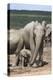 African Elephant (Loxodonta Africana) Mother and Baby at Hapoor Waterhole-Ann and Steve Toon-Premier Image Canvas