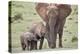 African Elephant (Loxodonta africana) mother and two young, Addo Elephant National Park, South Afri-James Hager-Premier Image Canvas