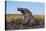 African elephant (Loxodonta africana) mudbathing, Chobe River, Botswana, Africa-Ann and Steve Toon-Premier Image Canvas
