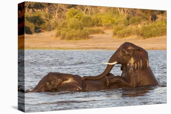 African elephant (Loxodonta africana) playing in river, Chobe River, Botswana, Africa-Ann and Steve Toon-Premier Image Canvas