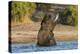 African elephant (Loxodonta africana) playing in river, Chobe River, Botswana, Africa-Ann and Steve Toon-Premier Image Canvas