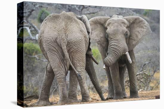African Elephant (Loxodonta Africana) Two Bulls, Chyulu Hills, Kenya-Wim van den Heever-Premier Image Canvas