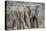 African Elephant (Loxodonta Africana) Two Bulls, Chyulu Hills, Kenya-Wim van den Heever-Premier Image Canvas