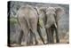 African Elephant (Loxodonta Africana) Two Bulls, Chyulu Hills, Kenya-Wim van den Heever-Premier Image Canvas