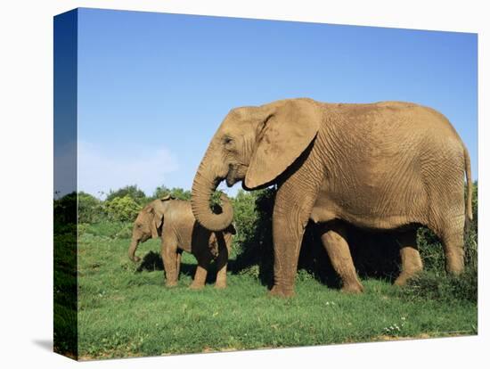 African Elephant, Loxodonta Africana, with Calf, Addo National Park, South Africa, Africa-Ann & Steve Toon-Premier Image Canvas