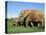 African Elephant, Loxodonta Africana, with Calf, Addo National Park, South Africa, Africa-Ann & Steve Toon-Premier Image Canvas