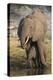 African elephant (Loxodonta africana) with calf drinking, Chobe National Park, Botswana-Ann and Steve Toon-Premier Image Canvas