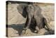 African elephant (Loxodonta africana) young rubbing, Chobe National Park, Botswana-Ann and Steve Toon-Premier Image Canvas