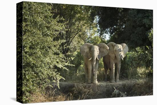 African Elephant (Loxodonta Africana), Zambia, Africa-Janette Hill-Premier Image Canvas