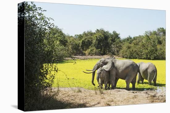 African Elephant (Loxodonta Africana), Zambia, Africa-Janette Hill-Premier Image Canvas