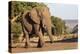 African elephant (Loxodonta africana), Zimanga game reserve, KwaZulu-Natal-Ann and Steve Toon-Premier Image Canvas
