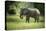 African Elephant (Loxodonta), South Luangwa National Park, Zambia, Africa-Janette Hill-Premier Image Canvas