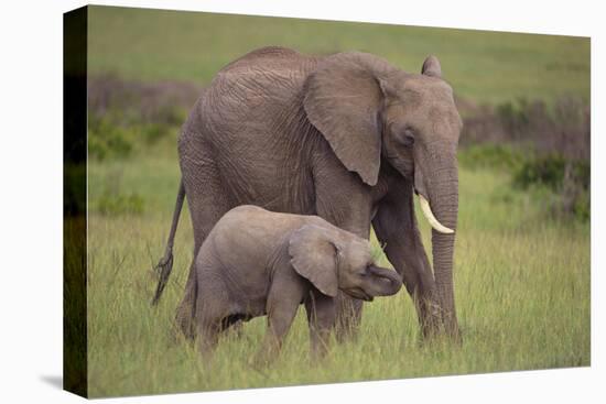 African Elephant Mother and Calf in Grass-DLILLC-Premier Image Canvas