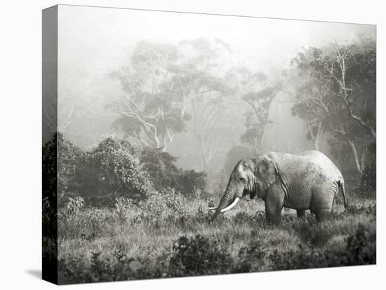 African elephant, Ngorongoro Crater, Tanzania-Frank Krahmer-Stretched Canvas