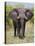 African Elephant, Okavango Delta, Botswana, Africa-Angelo Cavalli-Premier Image Canvas