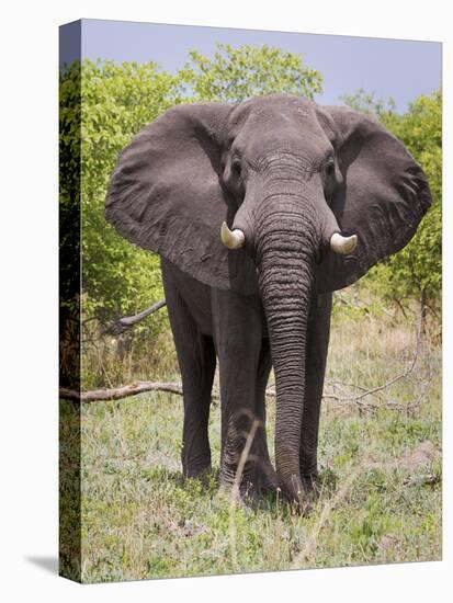 African Elephant, Okavango Delta, Botswana, Africa-Angelo Cavalli-Premier Image Canvas