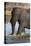 African Elephant, Okavango Delta, Botswana-Sergio Pitamitz-Premier Image Canvas