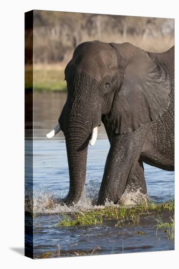 African Elephant, Okavango Delta, Botswana-Sergio Pitamitz-Premier Image Canvas