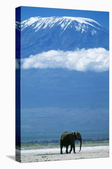 African Elephant Old Bull, with Mt, Kilimanjaro-null-Premier Image Canvas