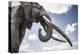 African elephant, one of only a few 'super tuskers', Kenya-Wim van den Heever-Premier Image Canvas