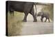 African Elephant, Queen Elizabeth National Park, Uganda, Africa-Janette Hill-Premier Image Canvas