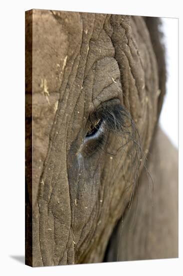 African Elephant's Eye-Tony Camacho-Premier Image Canvas