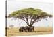 African elephant sheltering from the heat under a tree canopy, Serengeti National Park-Christian Kober-Premier Image Canvas