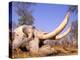 African Elephant Skull, Linyanti, Okavango Delta, Botswana-Pete Oxford-Premier Image Canvas
