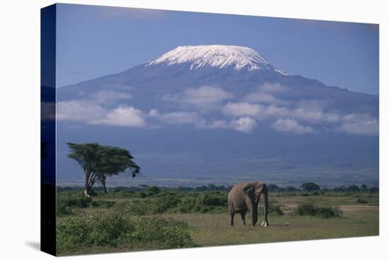 African Elephant Standing in Front of Mt. Kilimanjaro-DLILLC-Premier Image Canvas