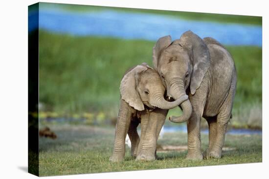 African Elephant Two Calves with Trunks Together-null-Premier Image Canvas
