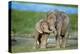 African Elephant Two Calves with Trunks Together-null-Premier Image Canvas