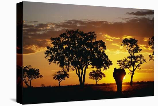 African Elephant Walking at Sunset-null-Premier Image Canvas