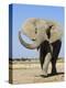 African Elephant, Walking, Namibia-Tony Heald-Premier Image Canvas