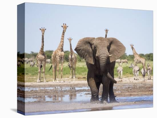 African Elephant, Warning Posture Display at Waterhole with Giraffe, Etosha National Park, Namibia-Tony Heald-Premier Image Canvas