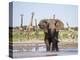 African Elephant, Warning Posture Display at Waterhole with Giraffe, Etosha National Park, Namibia-Tony Heald-Premier Image Canvas