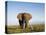 African Elephant with Large Tusks-Martin Harvey-Premier Image Canvas