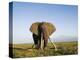 African Elephant with Large Tusks-Martin Harvey-Premier Image Canvas