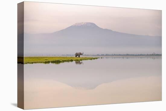 African elephant with Mount Kilimajaro in the background-Wim van den Heever-Premier Image Canvas
