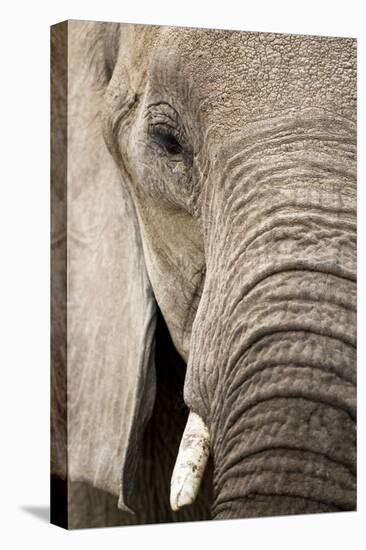 African Elephant-null-Premier Image Canvas