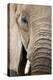African Elephant-null-Premier Image Canvas