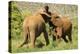 African Elephant-Mary Ann McDonald-Premier Image Canvas